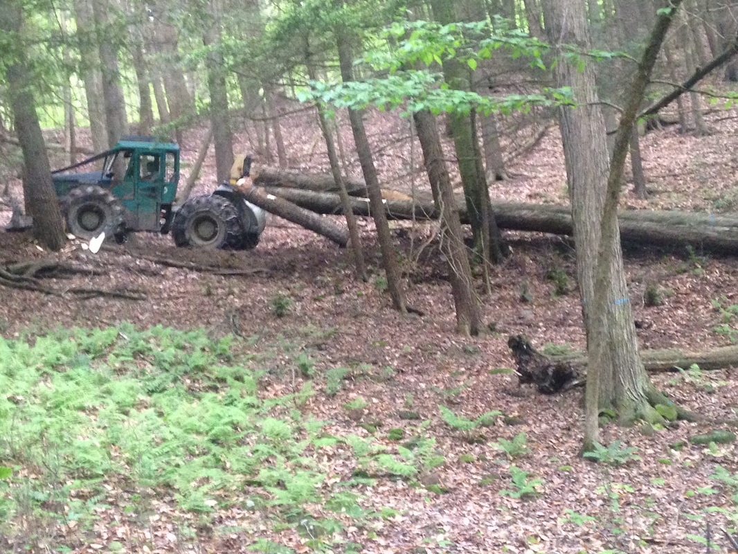 Forestry skidder extracting logs from dense woodland