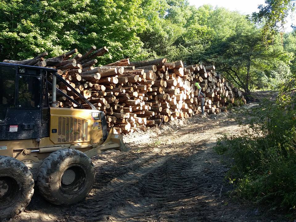 Impressive stack of harvested timber ready for market