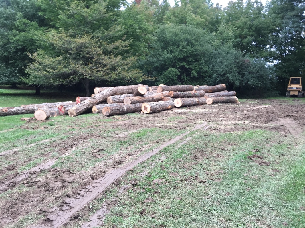 Freshly harvested logs stacked at collection point