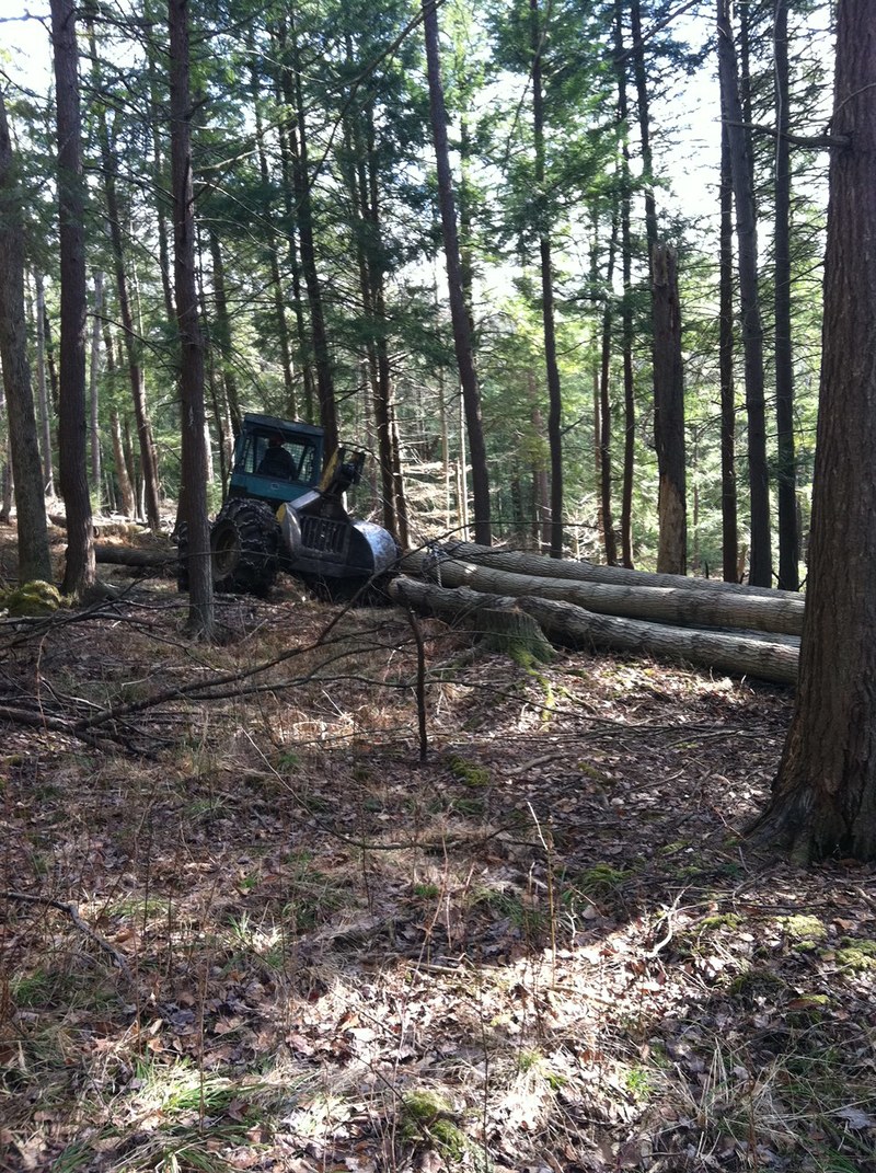 Forestry professional in Upstate New York forest